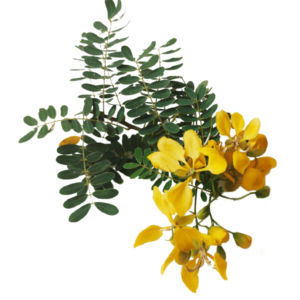 Ranawara (Senna auriculata)