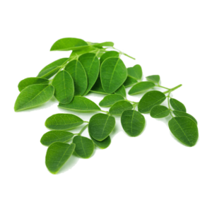 Moringa (Moringa oleifera)