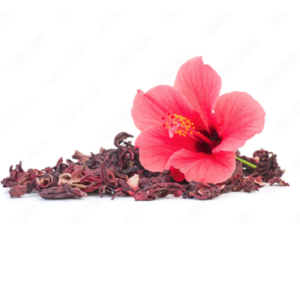 Hibiscus (Hibiscus rosa-sinensis)